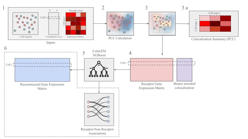 ColocEM (Undergraduate Thesis)